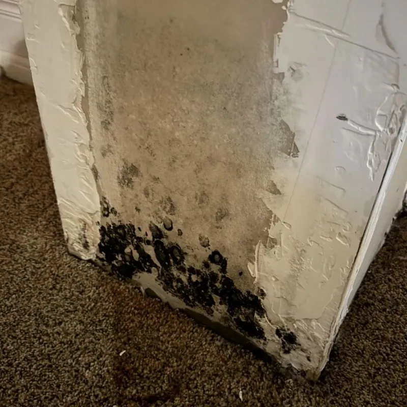 Professional Mold Removal in Red River County, TX